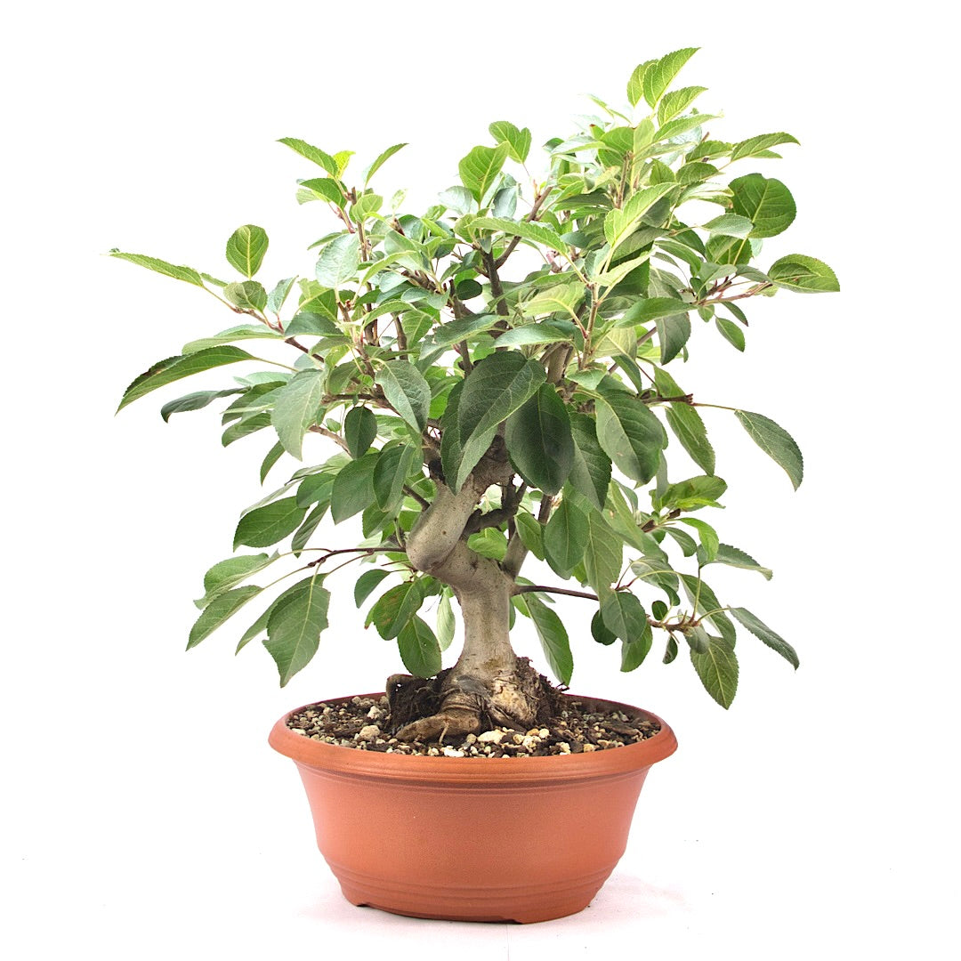 Zierapfel 'Malus spec.'